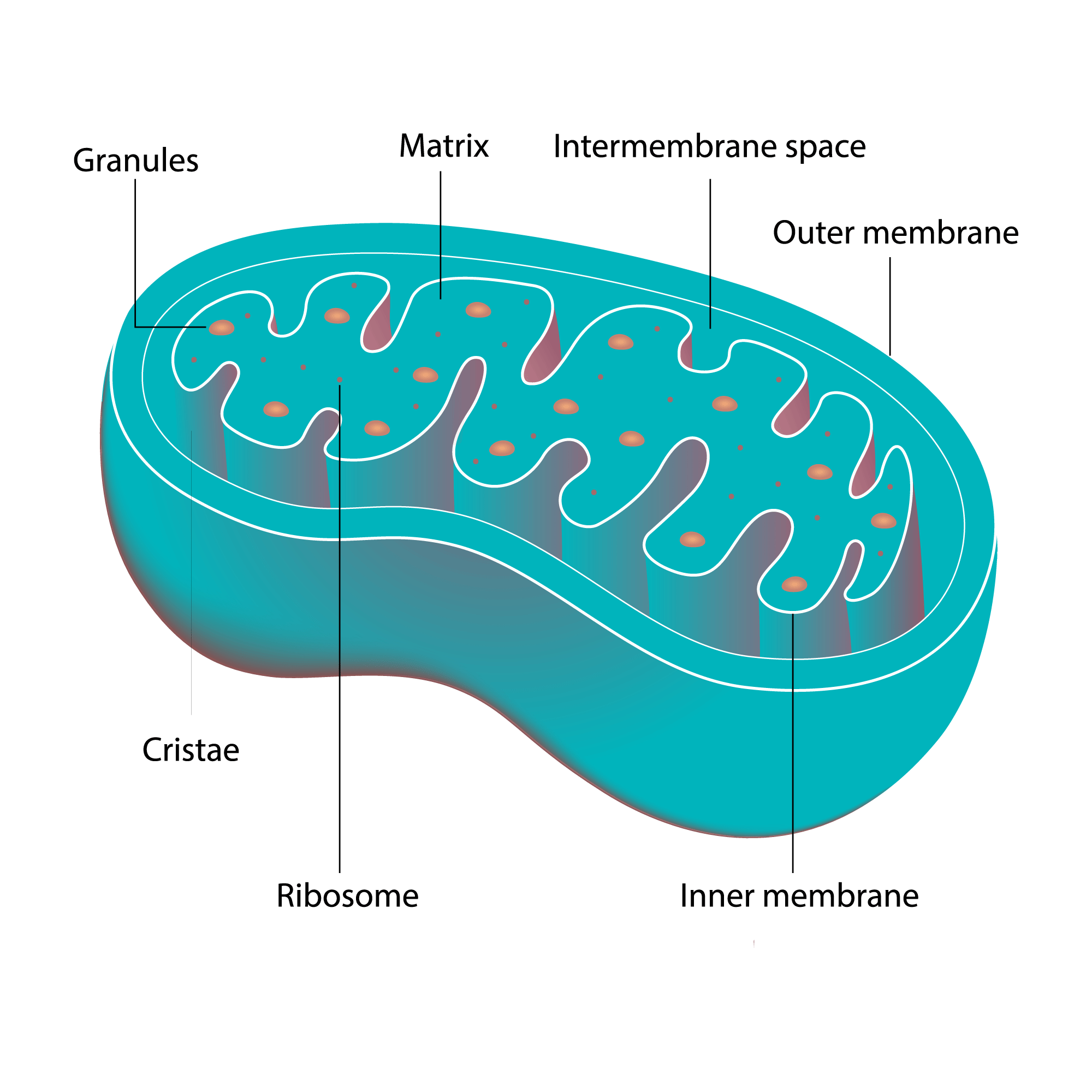 mitochondria